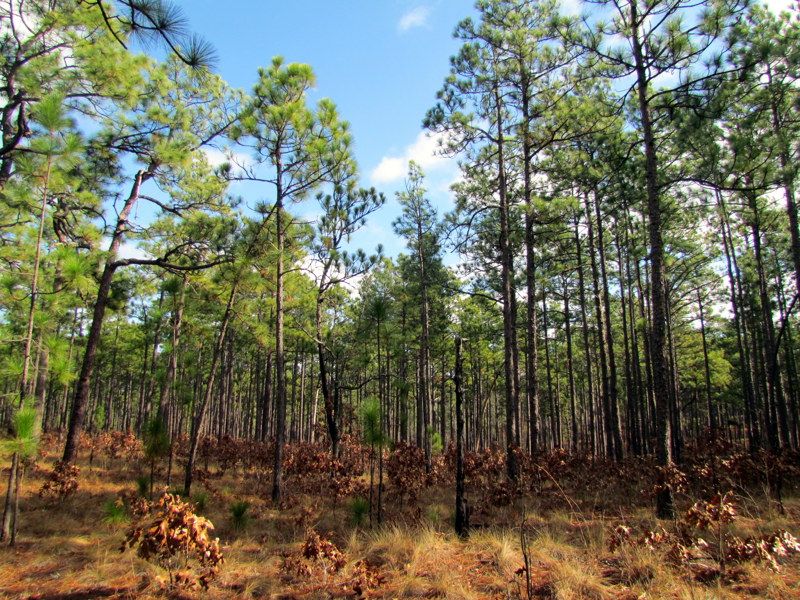 Weymouth Woods-Sandhills Nature Preserve