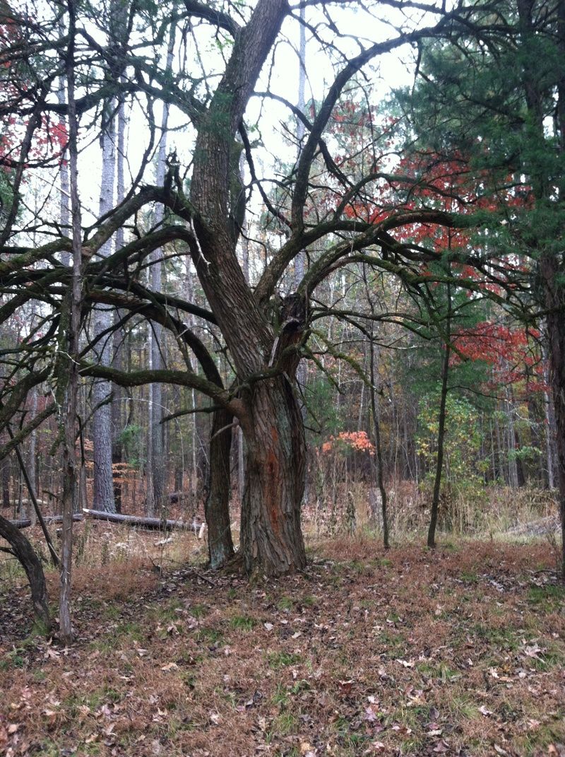 Musgrove Mill State Historic Site