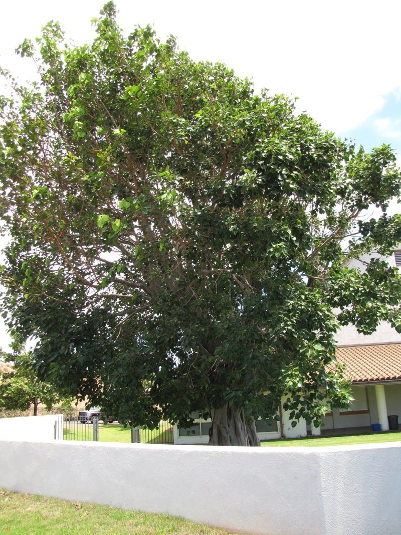 Maui Arts & Cultural Center