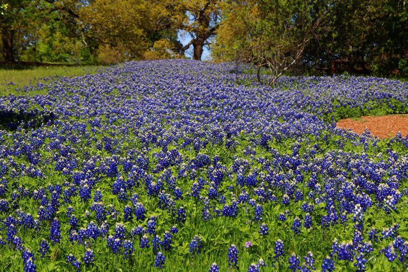 Lady Bird Johnson Wildflower Center