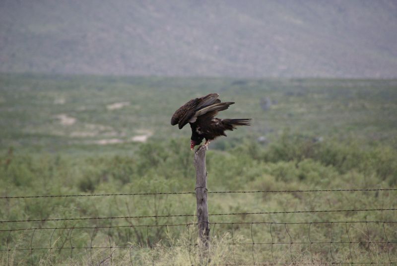 Turkey Roost Museum