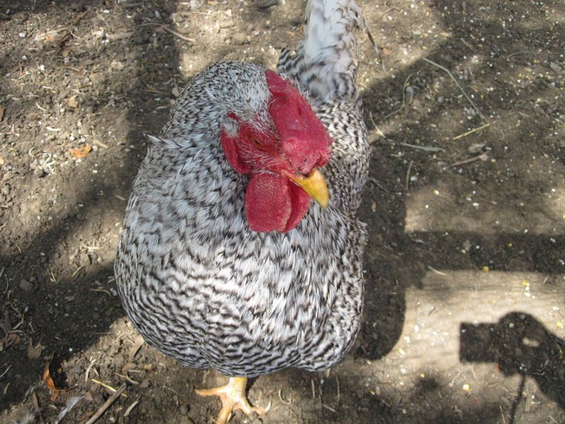 Nash Farm