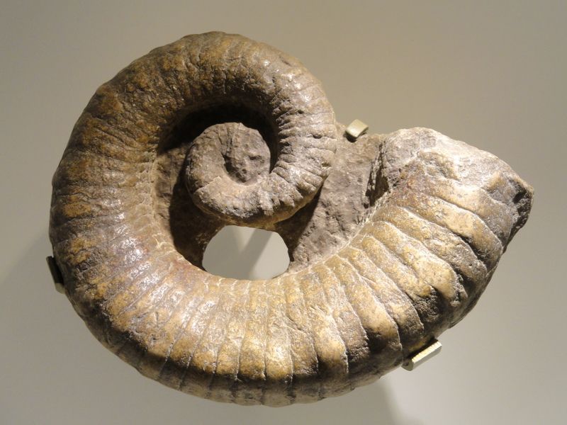 Houston Museum of Natural Science