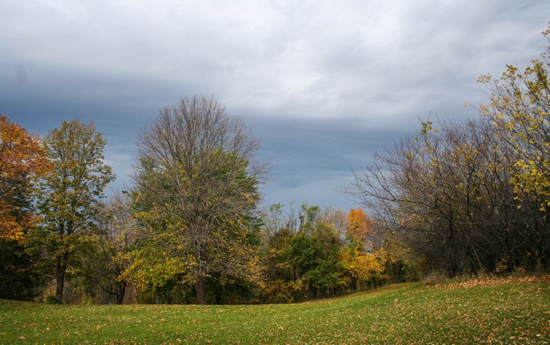 Maple Grove