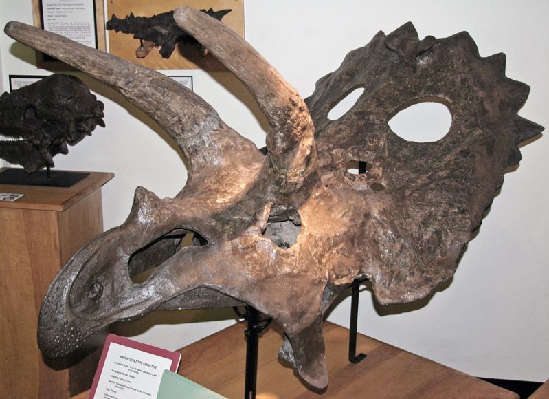University of Wyoming Geological Museum