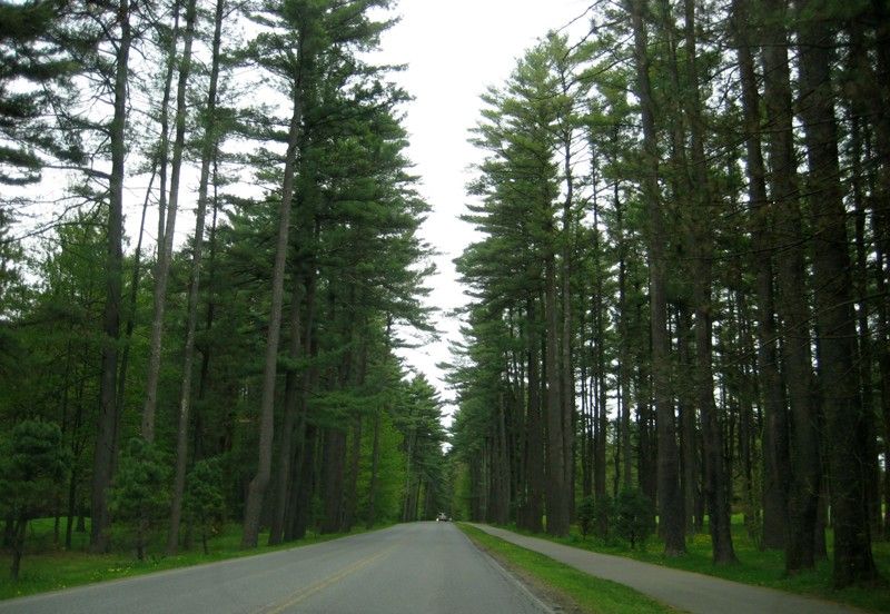 Pines Museum