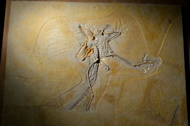 Wyoming Dinosaur Center