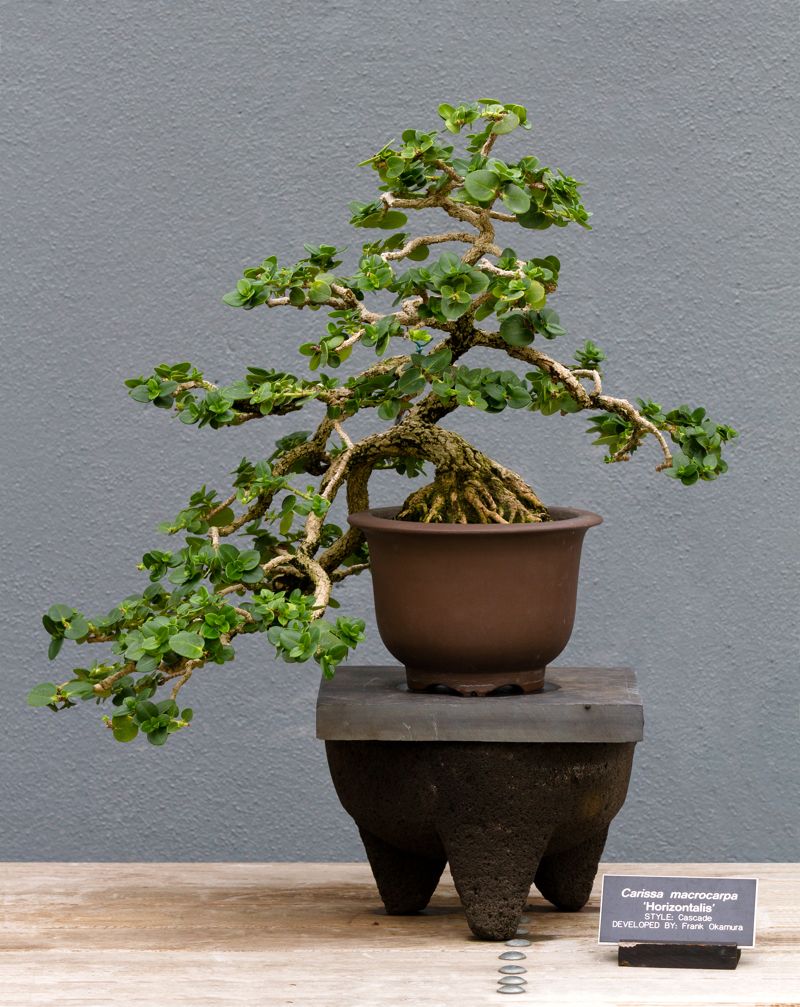 Brooklyn Botanic Garden