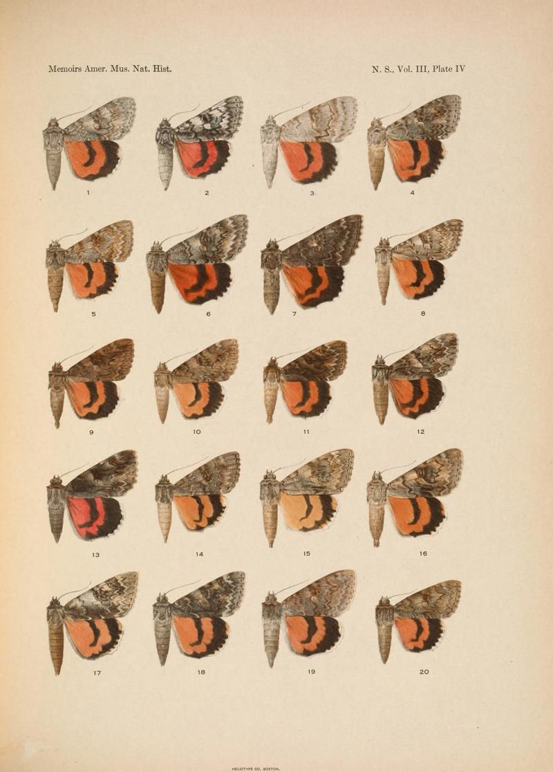 Museum of American Illustration