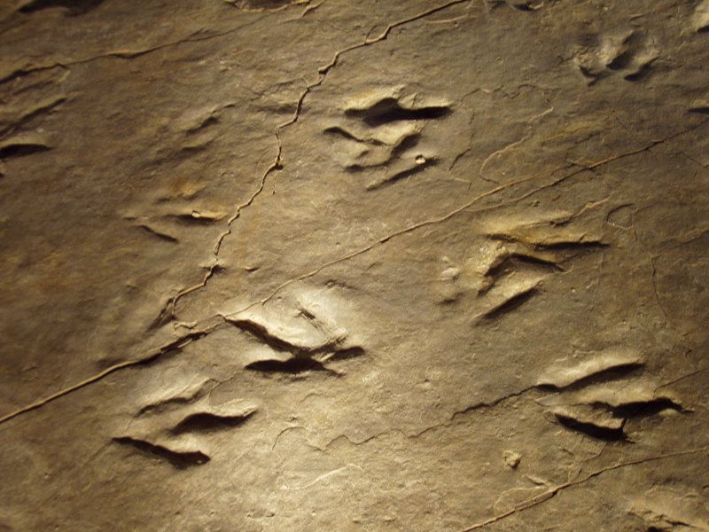 Dinosaur State Park and Arboretum