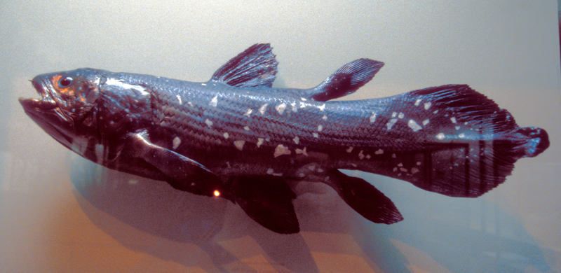 Peabody Museum of Natural History