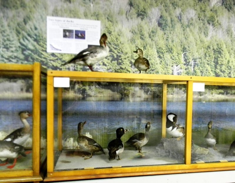 Southern Vermont Natural History Museum