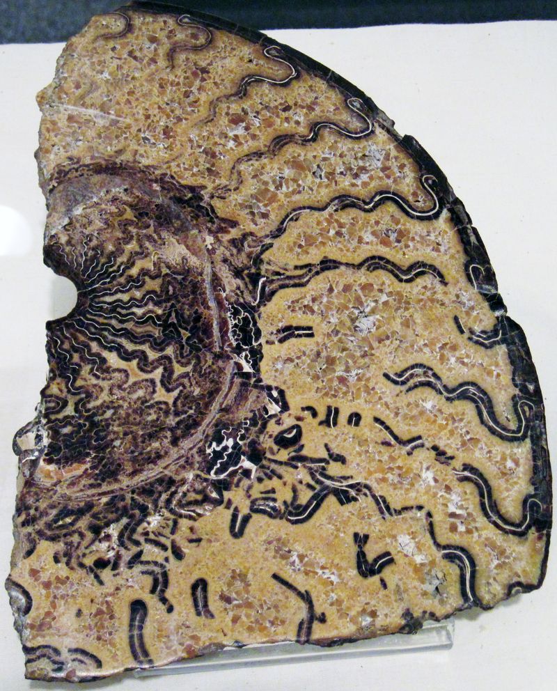 Idaho Museum of Natural History