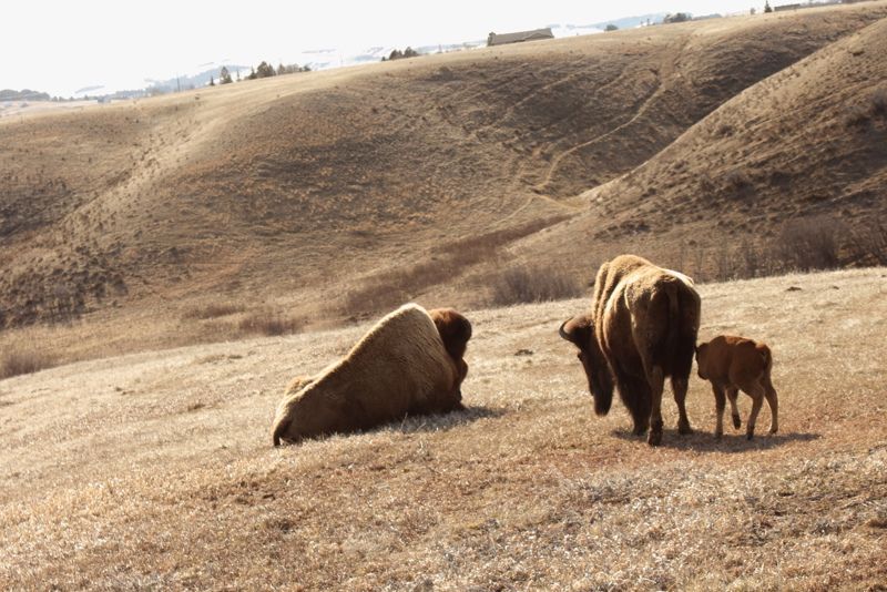 Fort Peck Interpretive Center