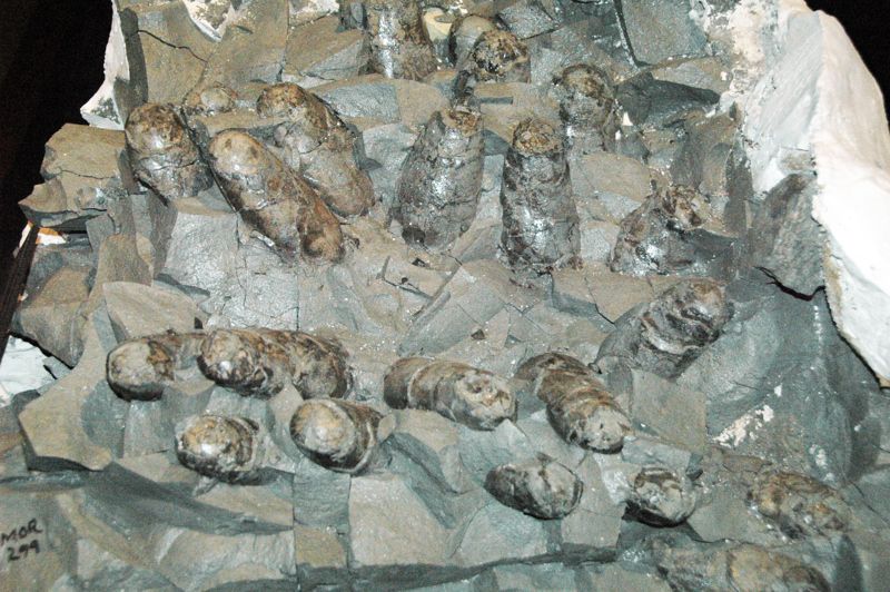 Two Medicine Dinosaur Center