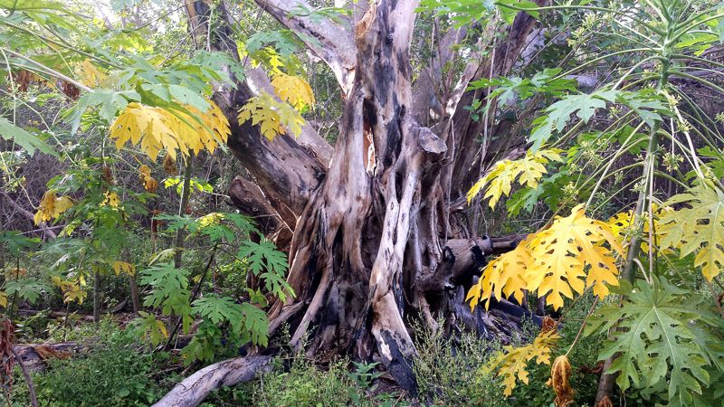 Bill Baggs Cape Florida State Park