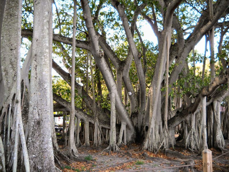 Edison and Ford Winter Estates