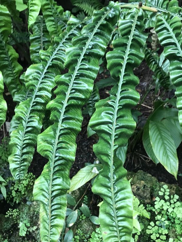 Fairchild Tropical Botanic Garden