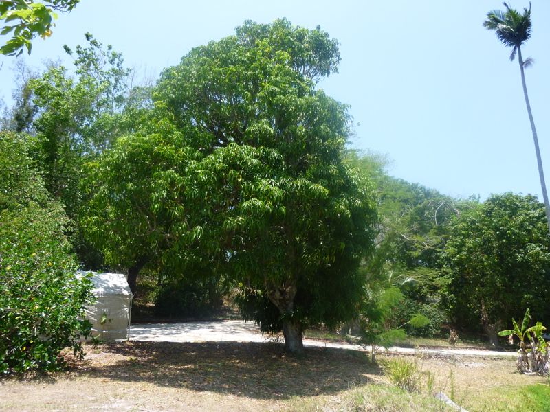 Museum of the Islands