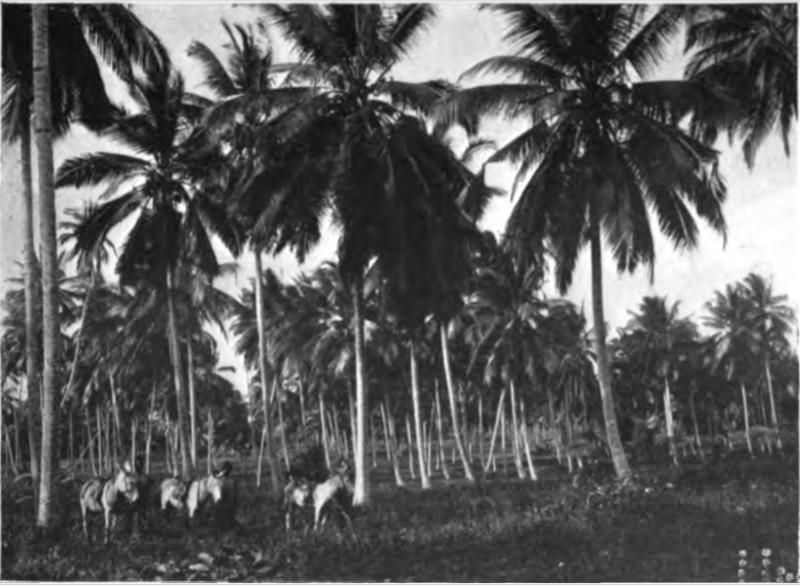 Plantation Historical Museum