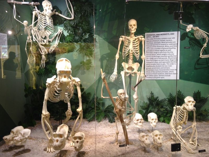 Skeletons: Animals Unveiled