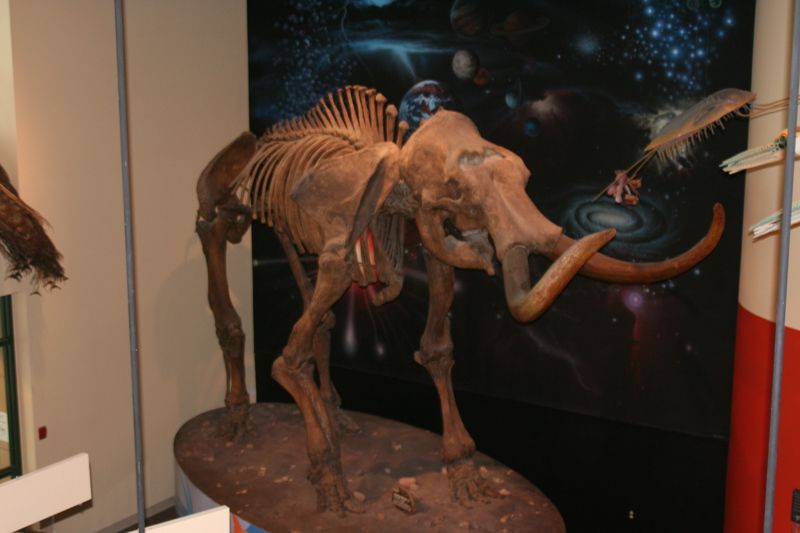 Burpee Museum of Natural History