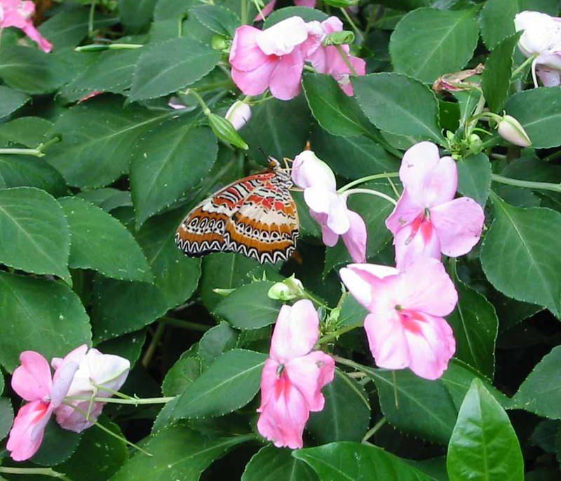 Peggy Notebaert Nature Museum