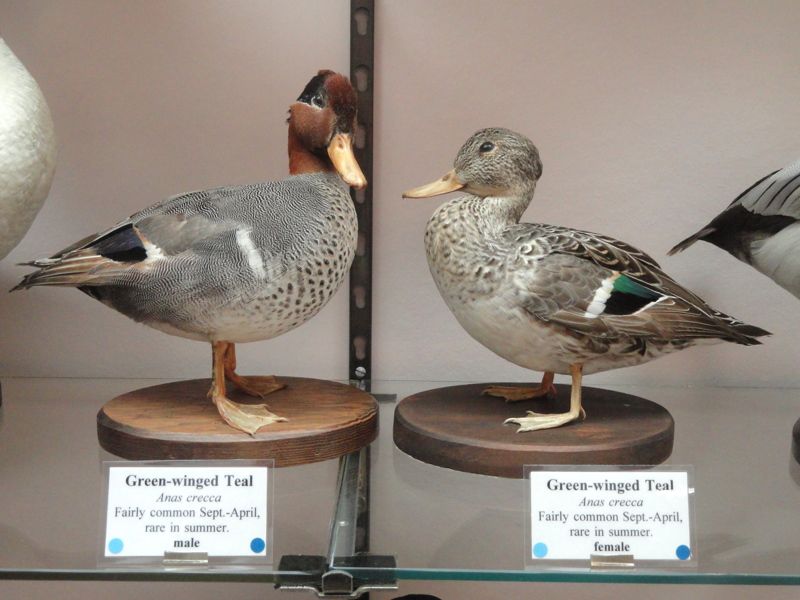 Grover Museum