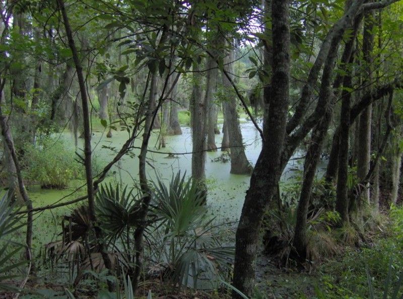 Magnolia Plantation