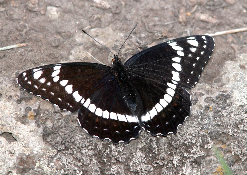 Butterfly Lodge Museum