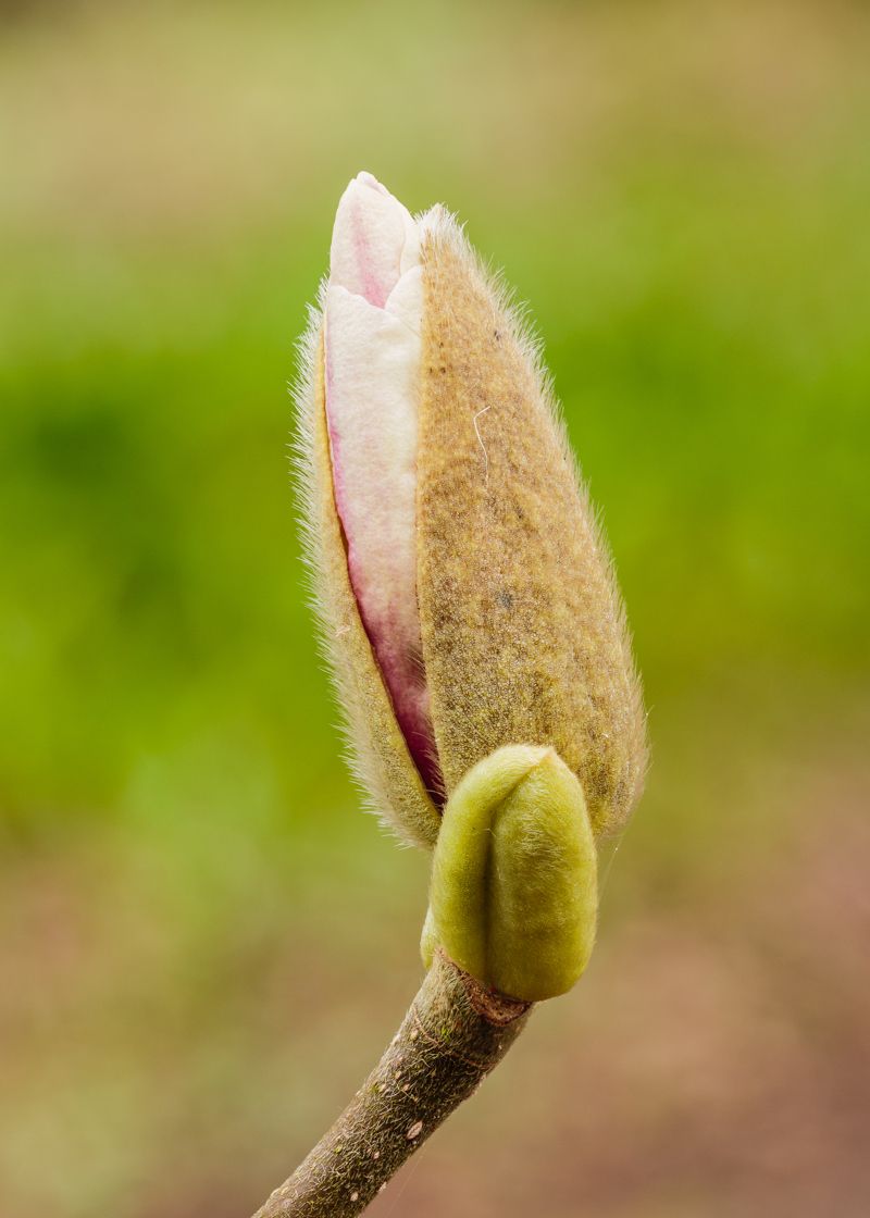 The Magnolias