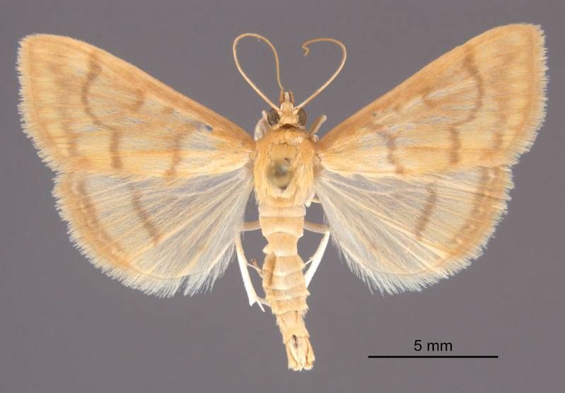 Mississippi Entomological Museum