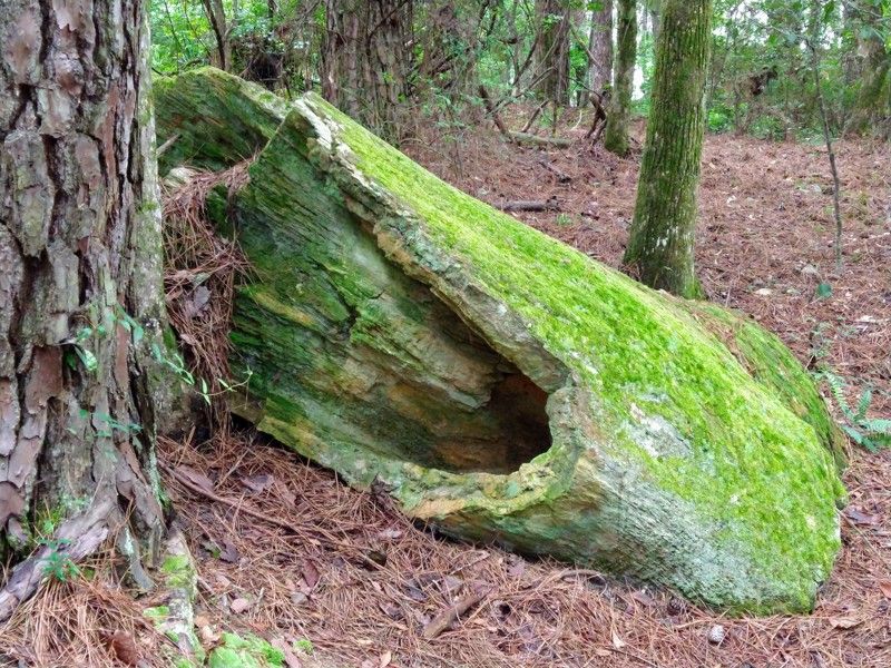 Mississippi Petrified Forest