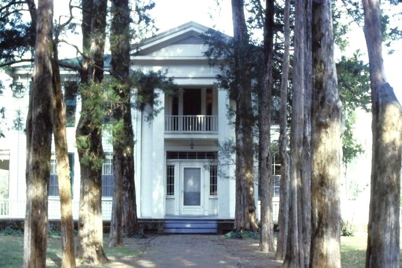 Rowan Oak