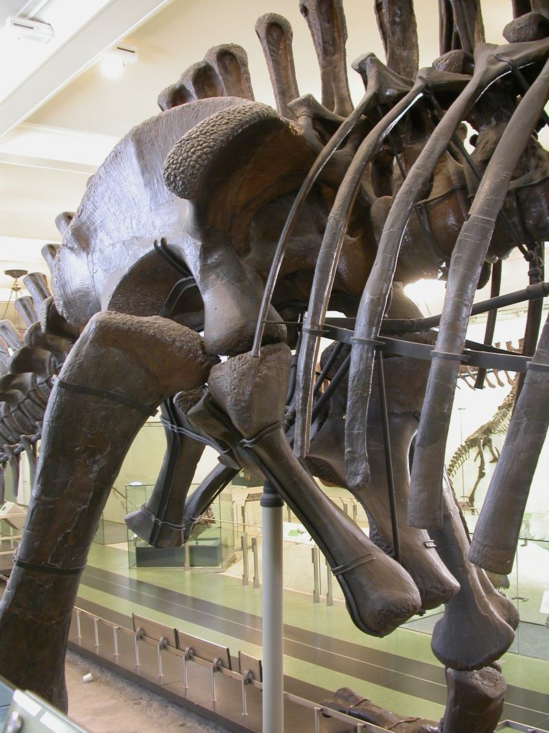 Anniston Museum of Natural History