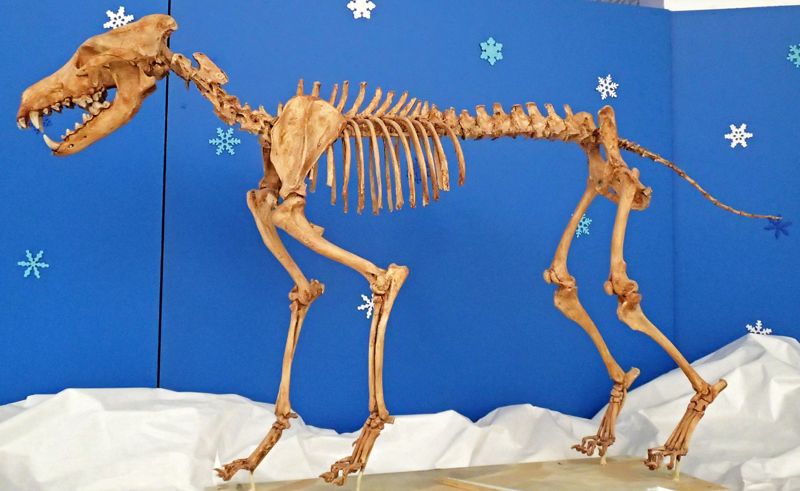 Sternberg Museum of Natural History