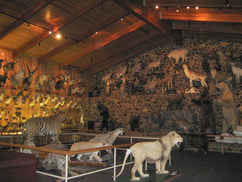 International Wildlife Museum