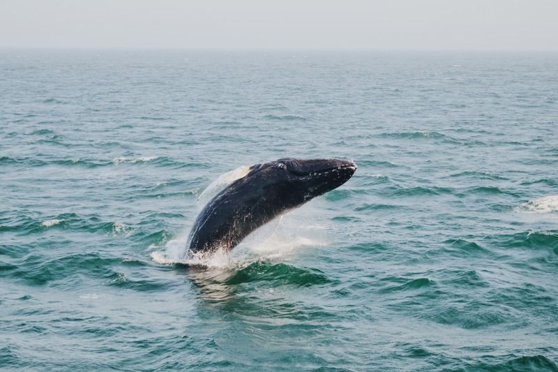 Bar Harbor Whale Museum