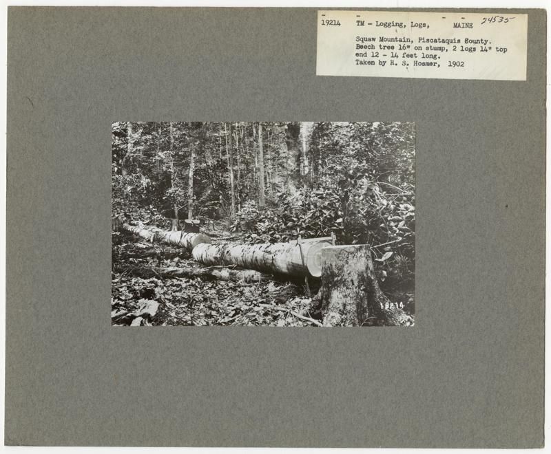 Maine Forest & Logging Museum