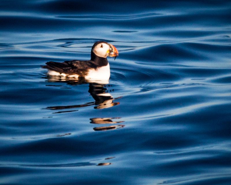 Project Puffin Visitor Center