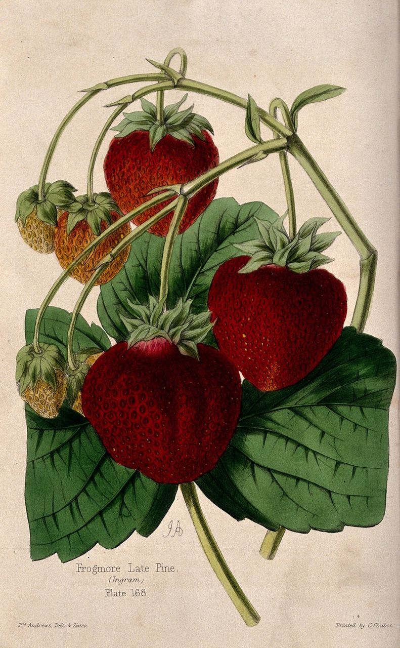 Pine-Strawberry Museum