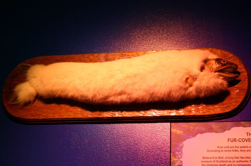 Ripley's Believe It or Not! Museum