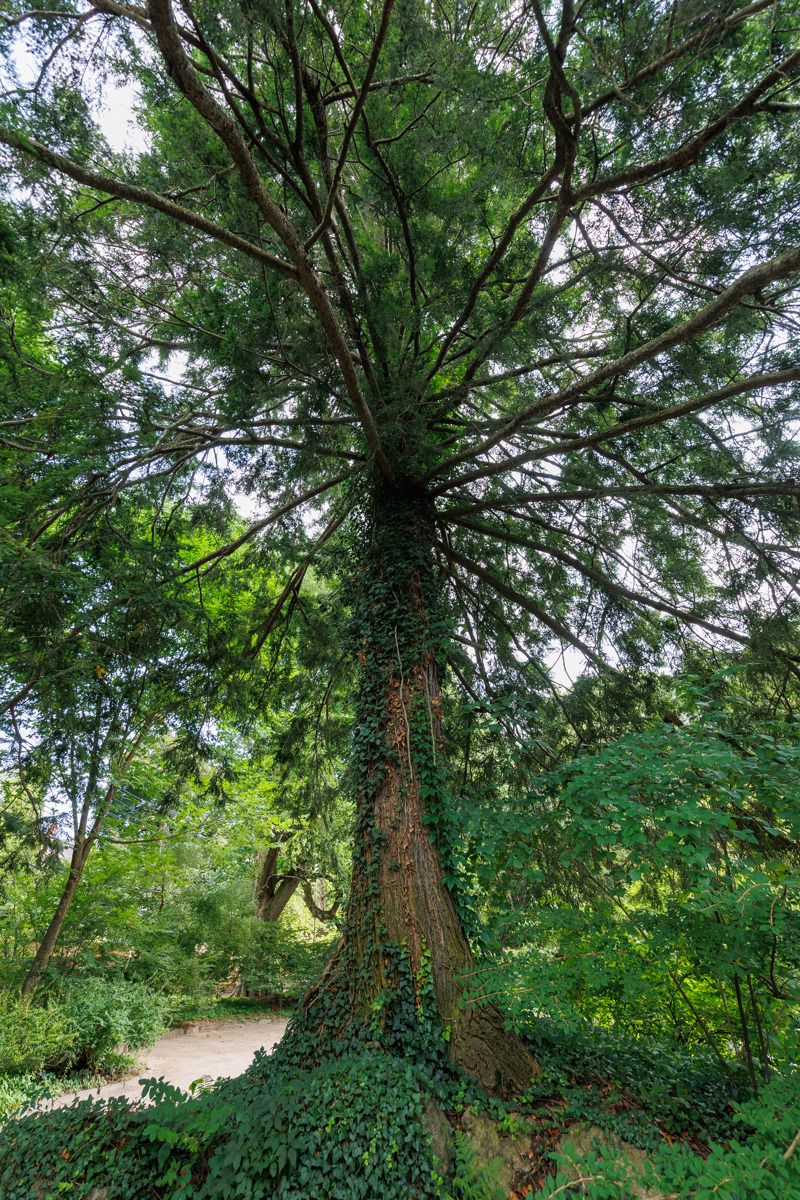 Frederick Law Olmsted National Historic Site