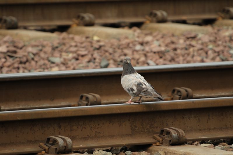 Pigeon Depot Museum