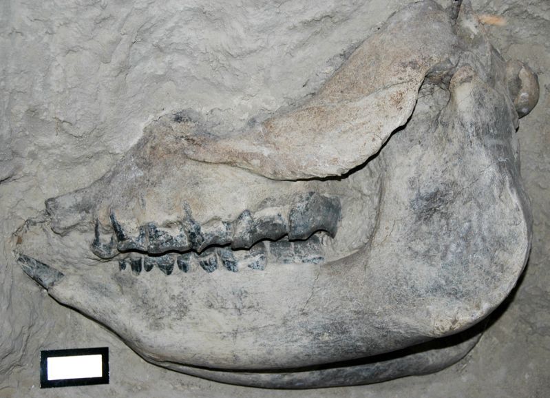 Ashfall Fossil Beds State Historical Park