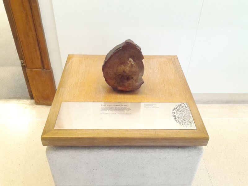 Petrified Wood Gallery