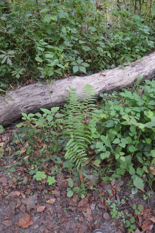 Fort Hill Earthworks & Nature Preserve
