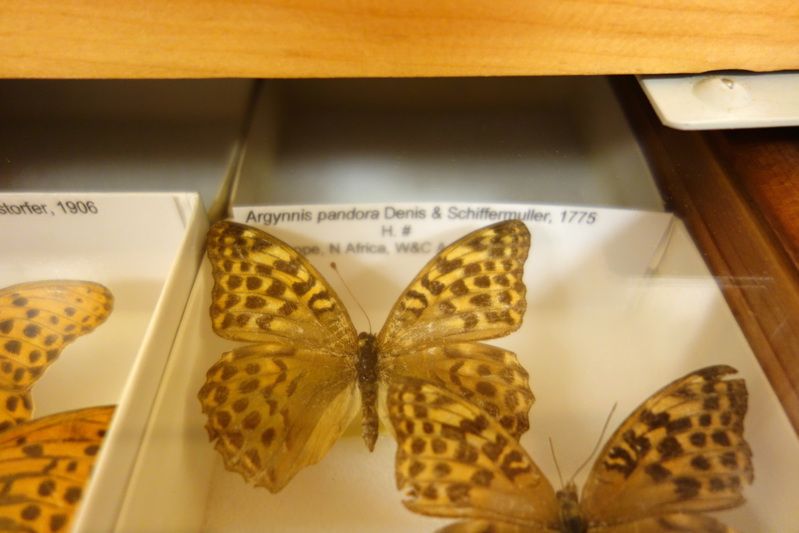 Bohart Museum of Entomology