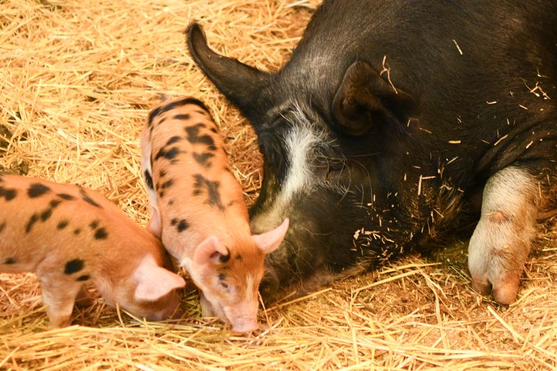Lake Metroparks Farmpark