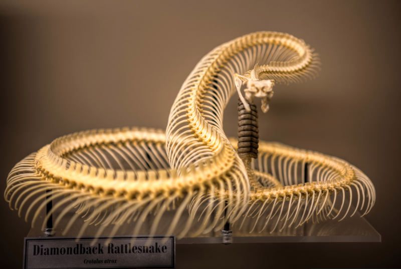 Museum of Osteology